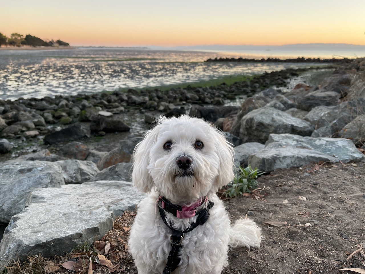 Yeti sitting in front of the ocean, looking funny.