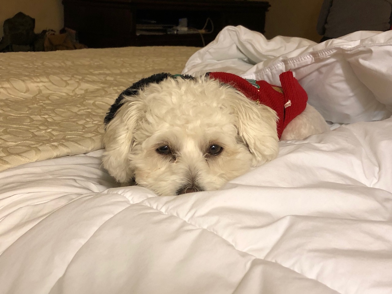 Yeti in a hotel room, looking tired.