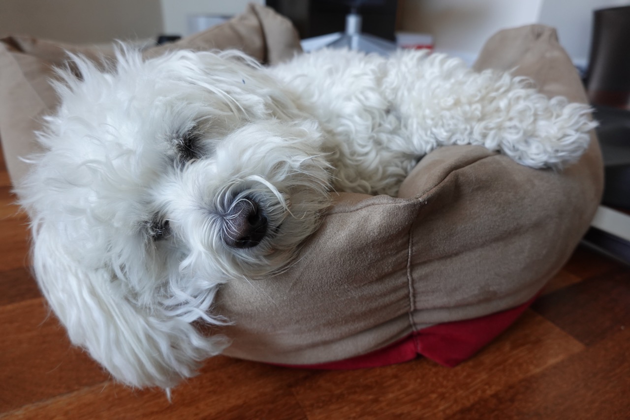 Yeti in my apartment, looking sleepy.